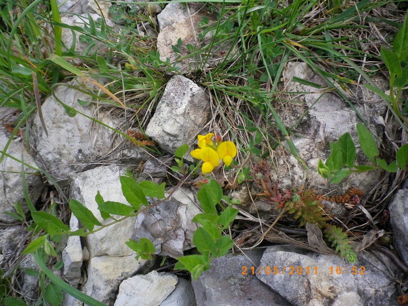 Giallo tra le pietre - Lotus sp.